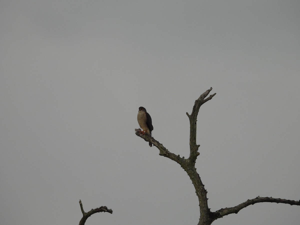 African Goshawk - ML637871848
