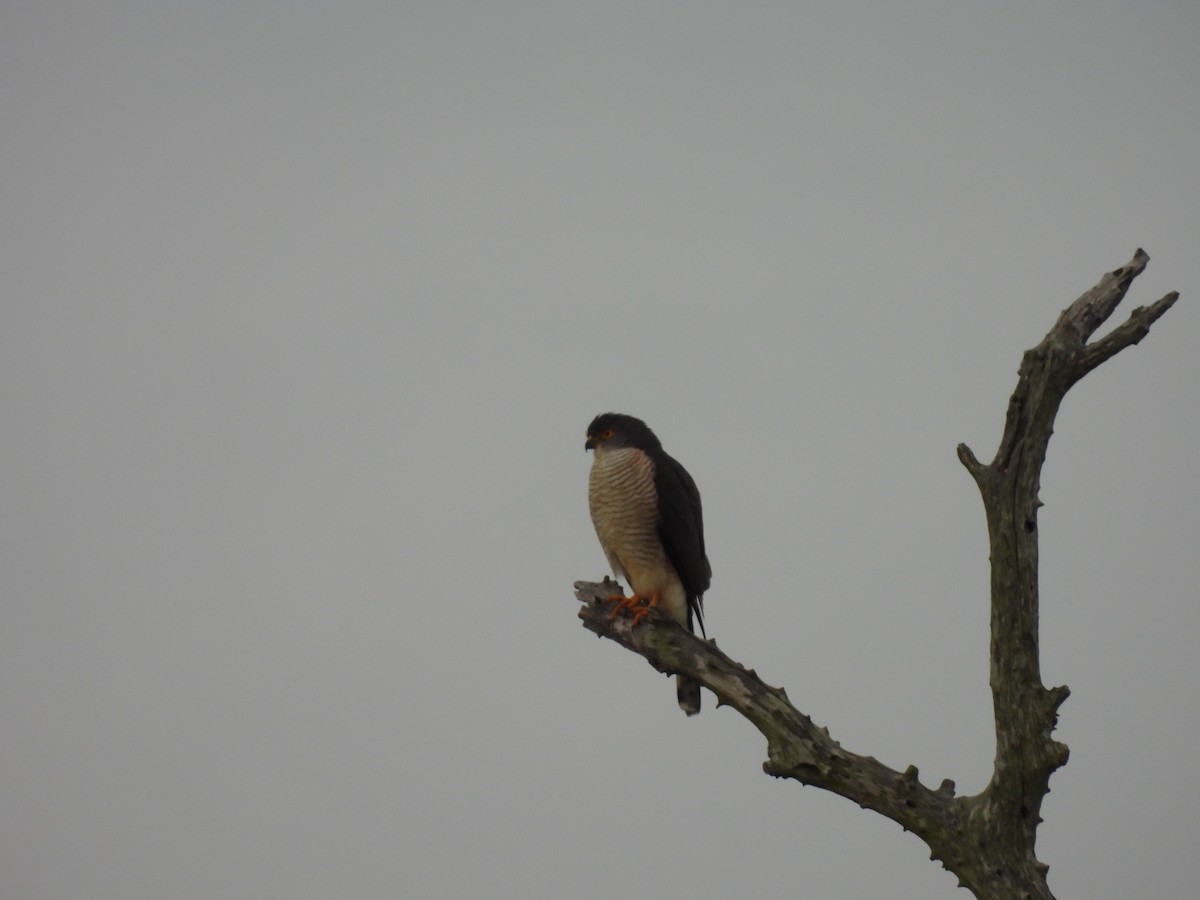 African Goshawk - ML637871849