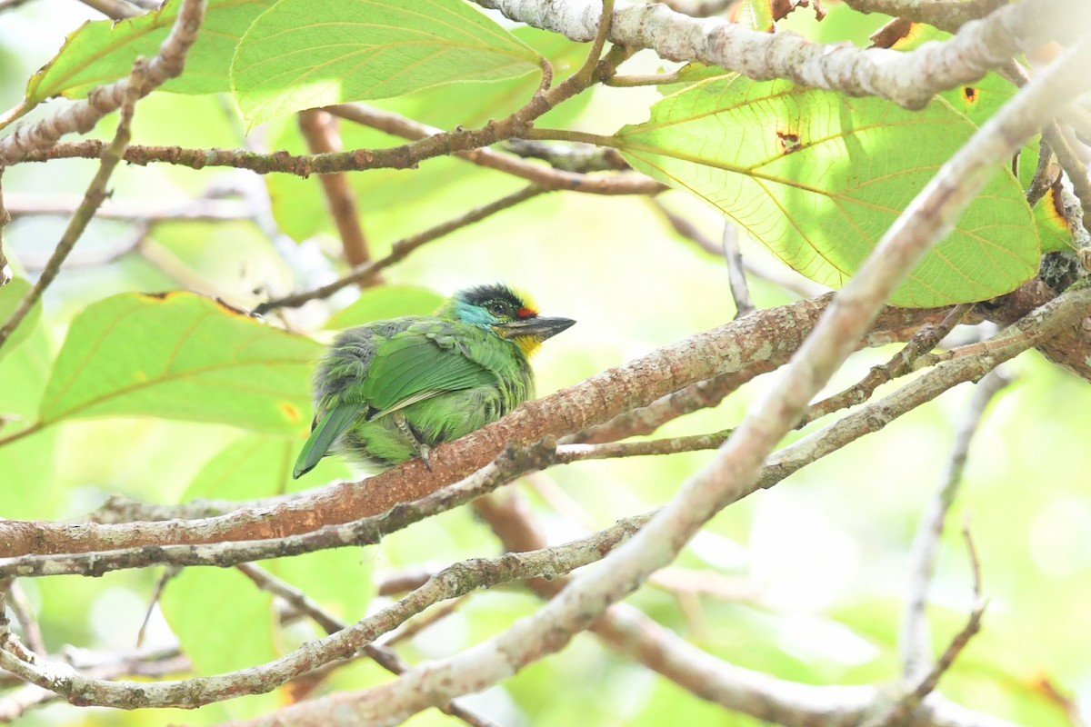 Black-browed Barbet - ML637871866