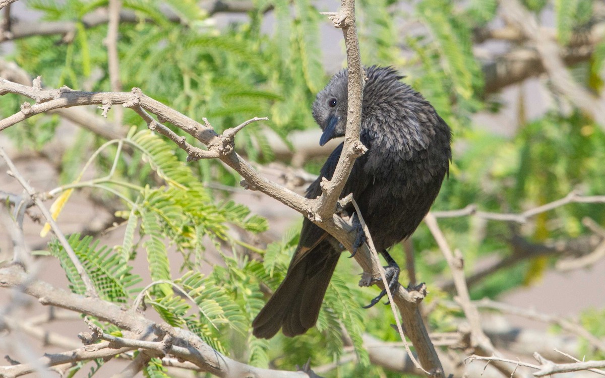 Tristram's Starling - ML637871876