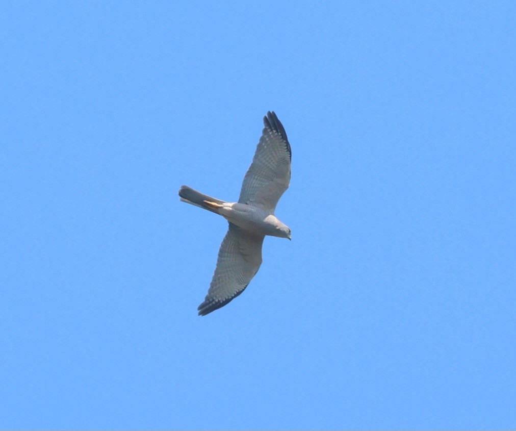 Brown Goshawk - ML637871932