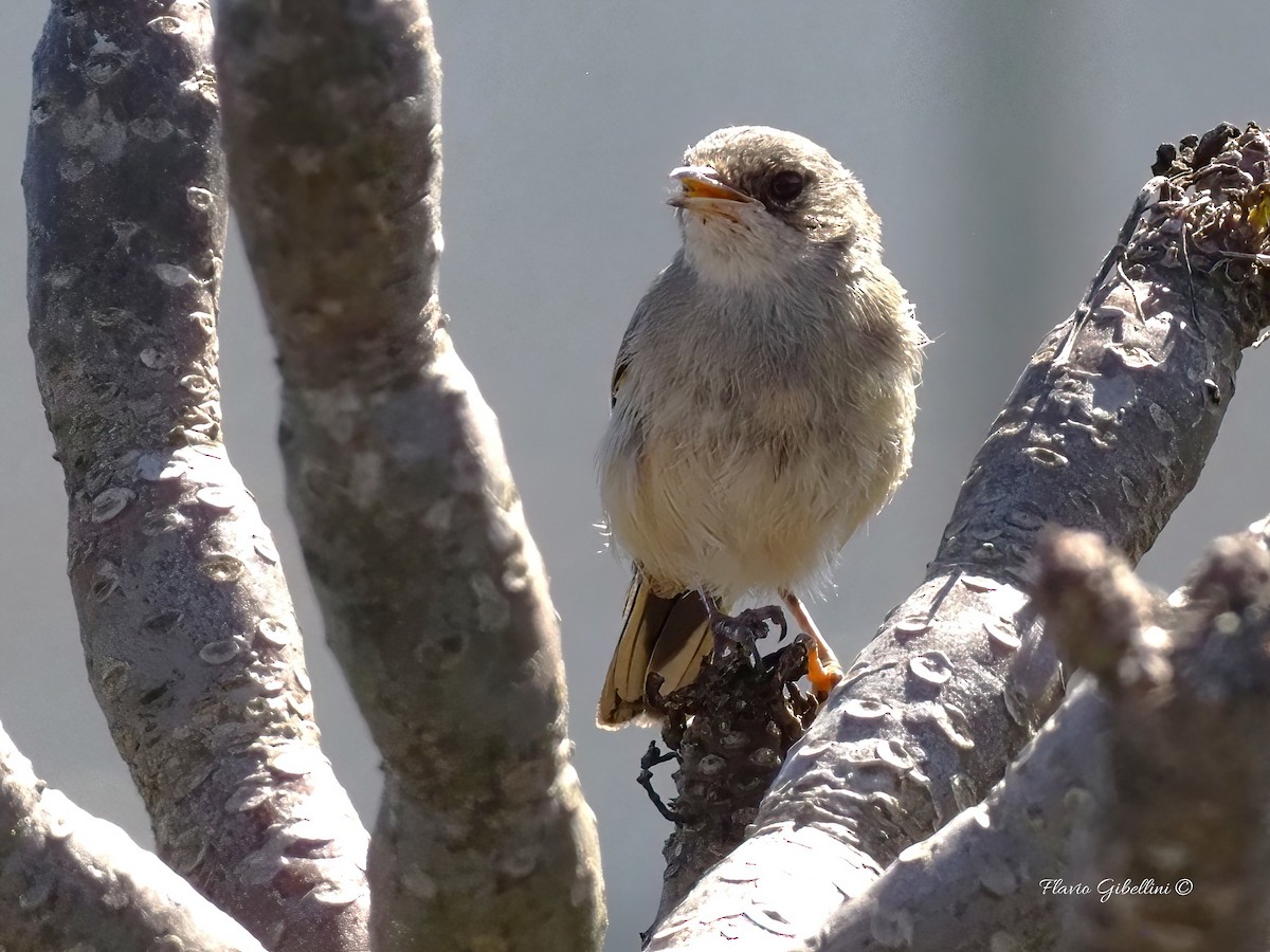 Spectacled Warbler - ML637871960