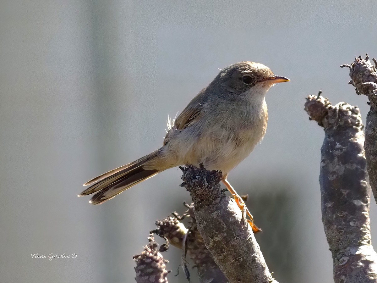 Spectacled Warbler - ML637871962