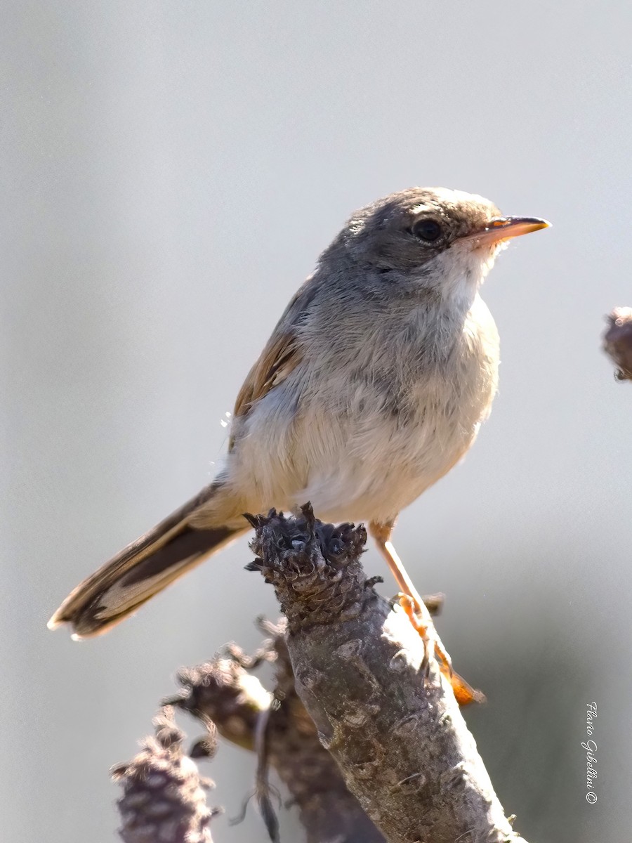 Spectacled Warbler - ML637871963