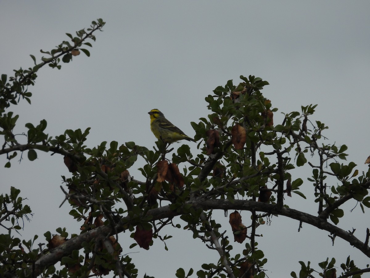 Yellow-fronted Canary - ML637871968