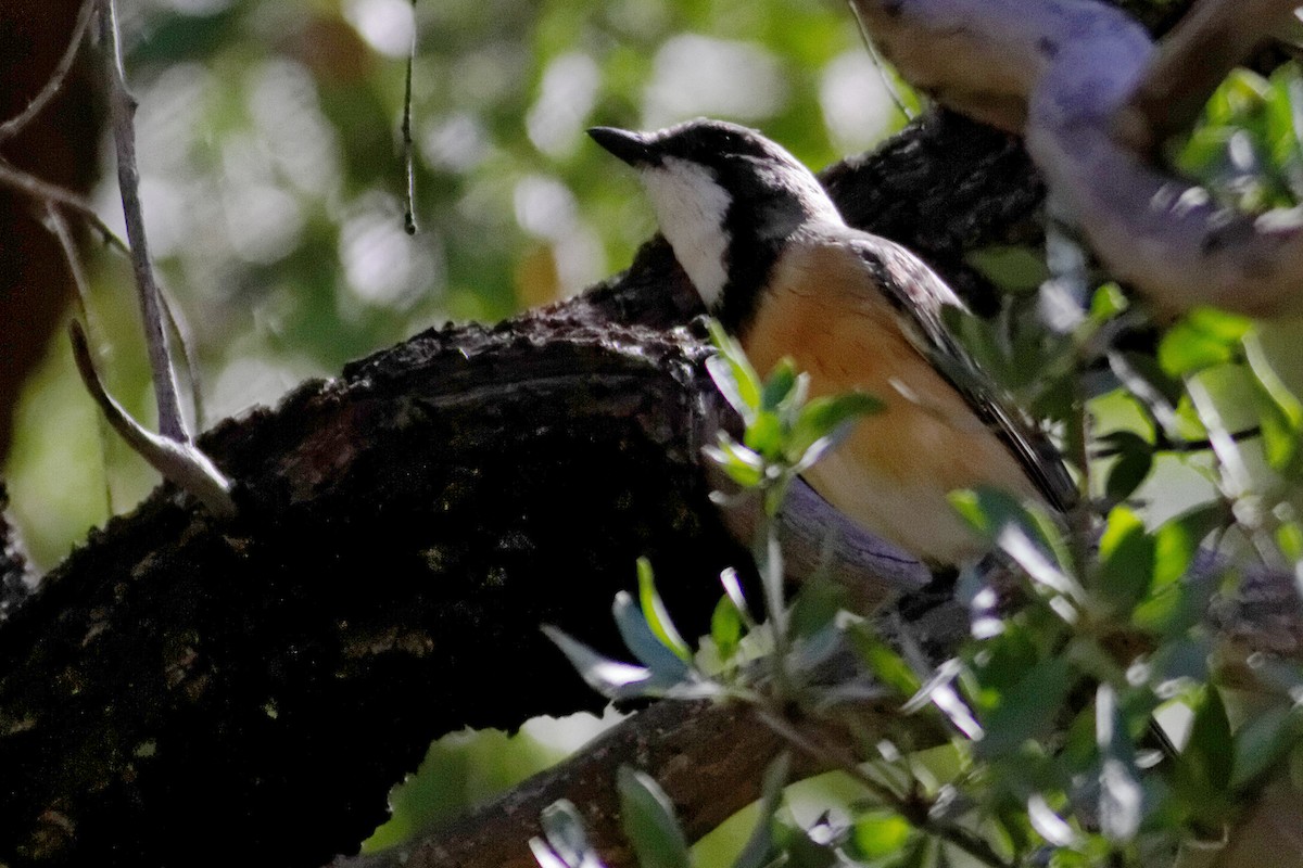 Rufous Whistler - ML637872051