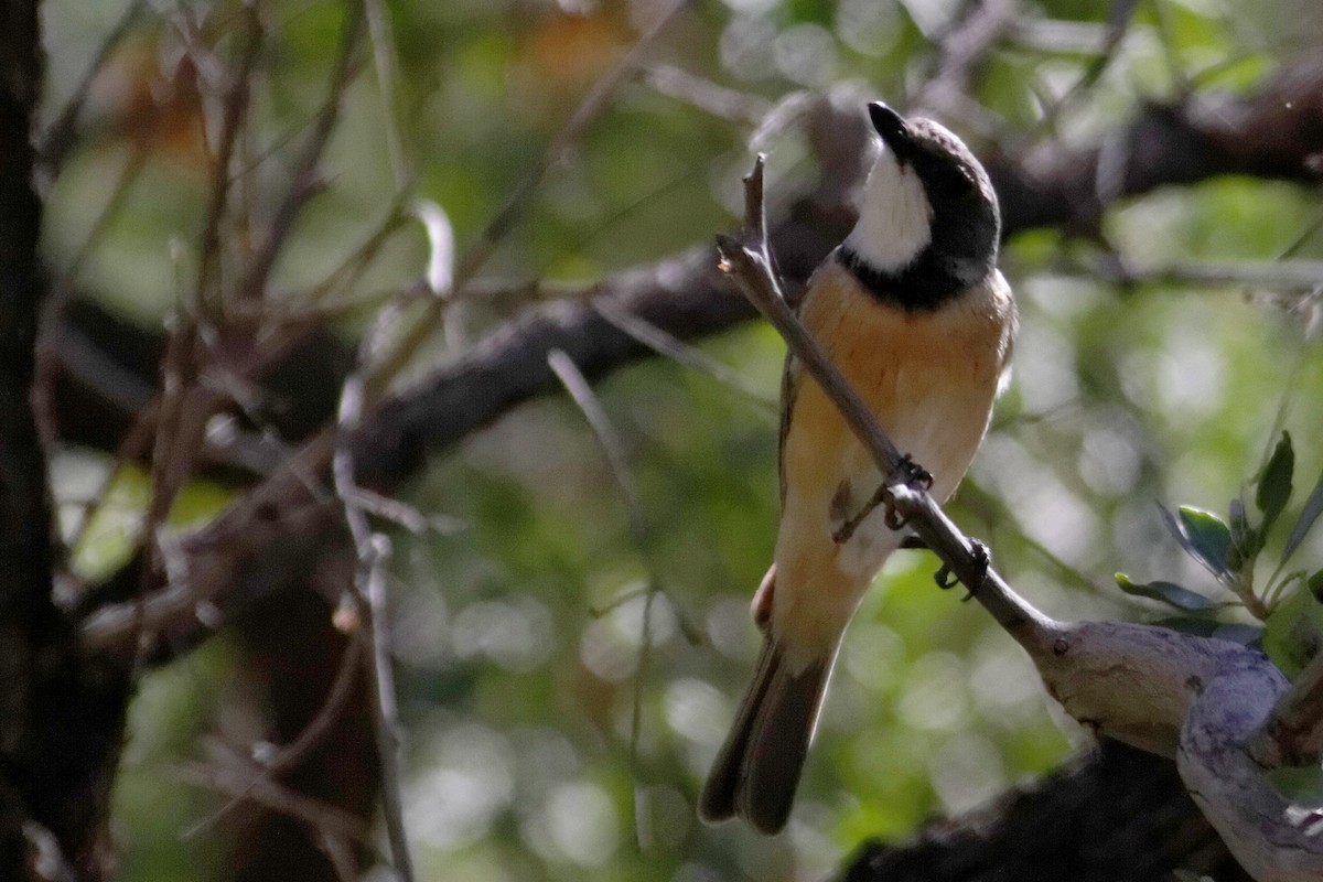 Rufous Whistler - ML637872055