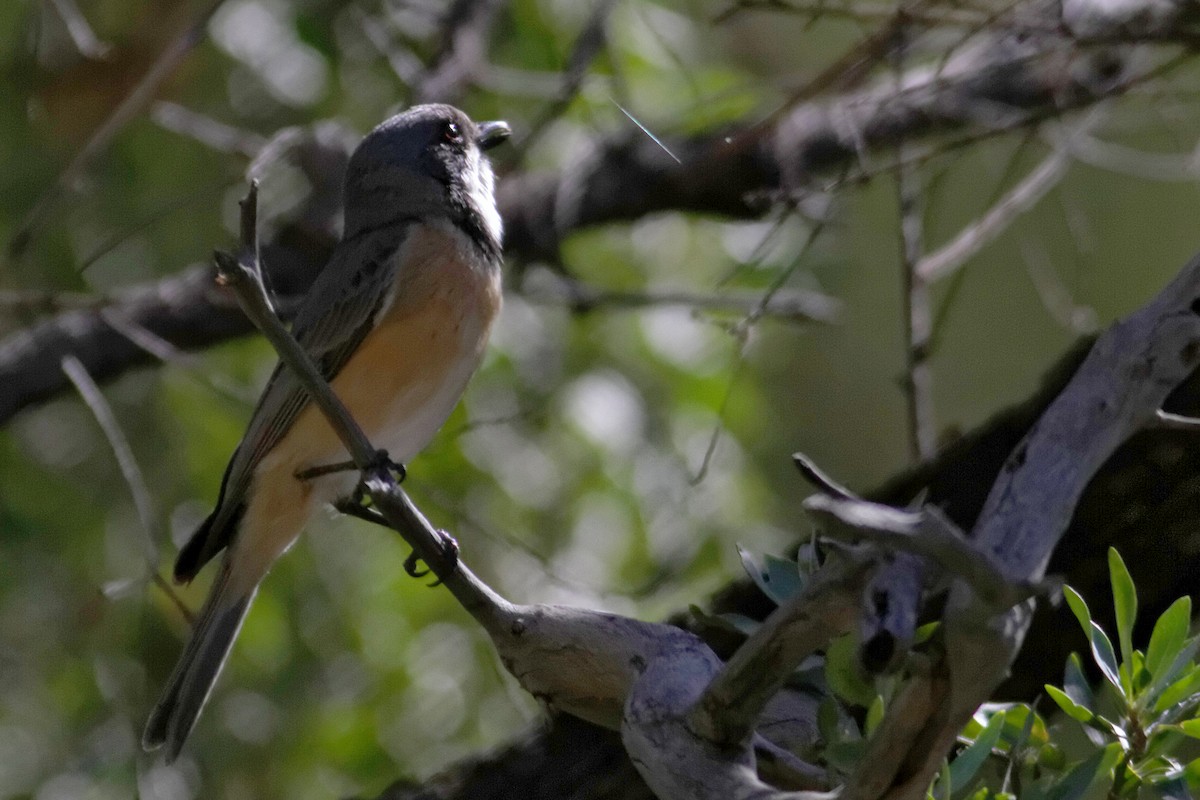 Rufous Whistler - ML637872071