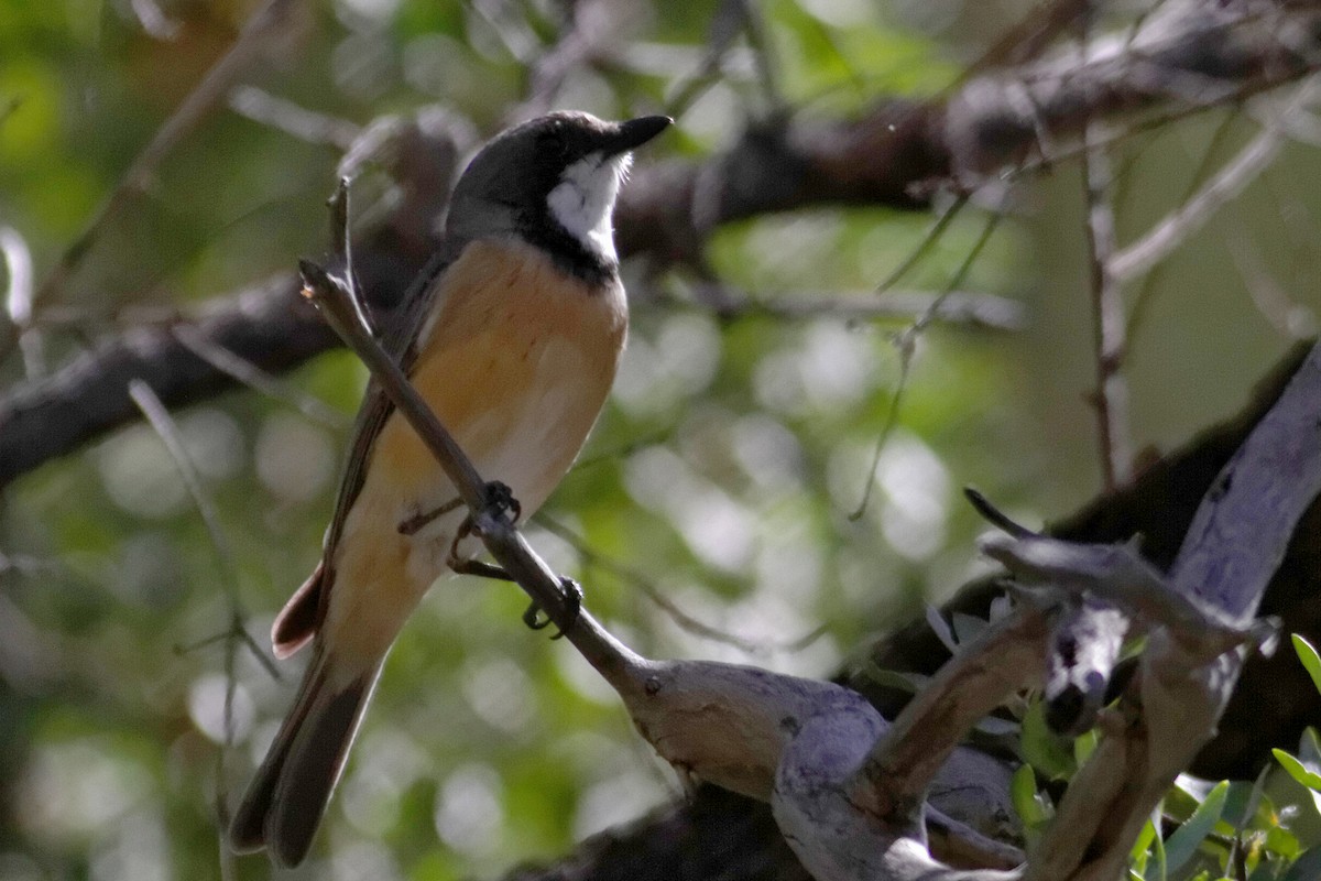 Rufous Whistler - ML637872072