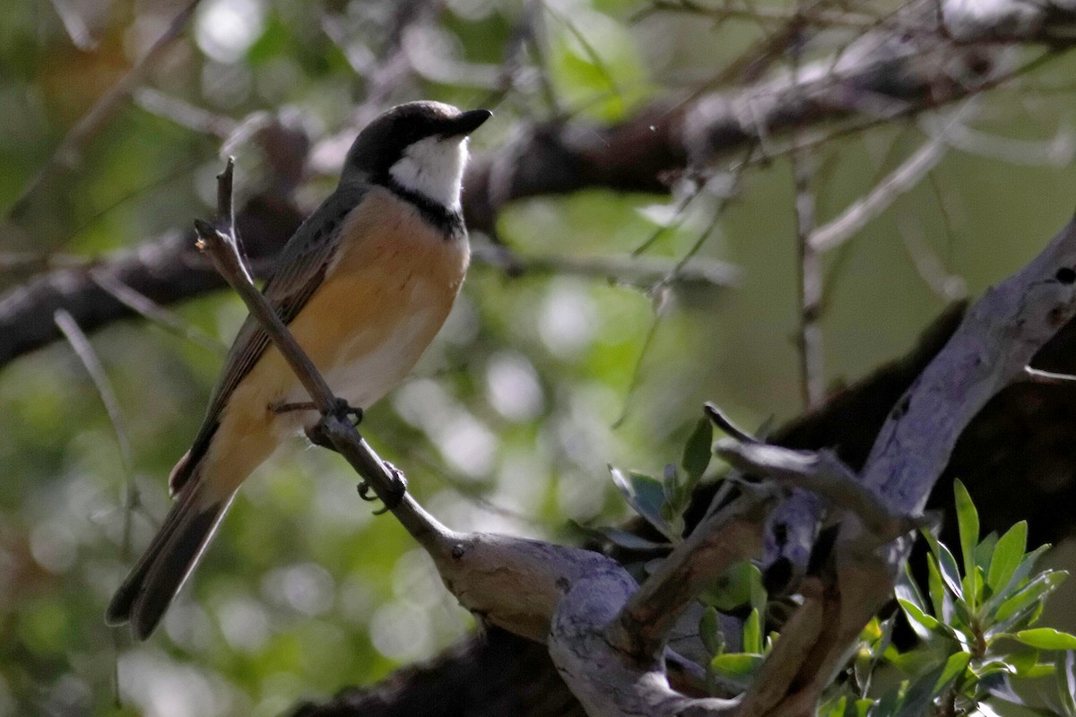 Rufous Whistler - ML637872073