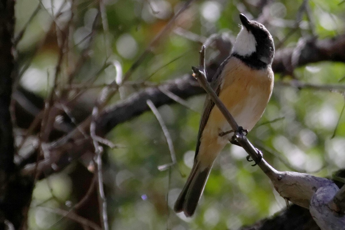 Rufous Whistler - ML637872074