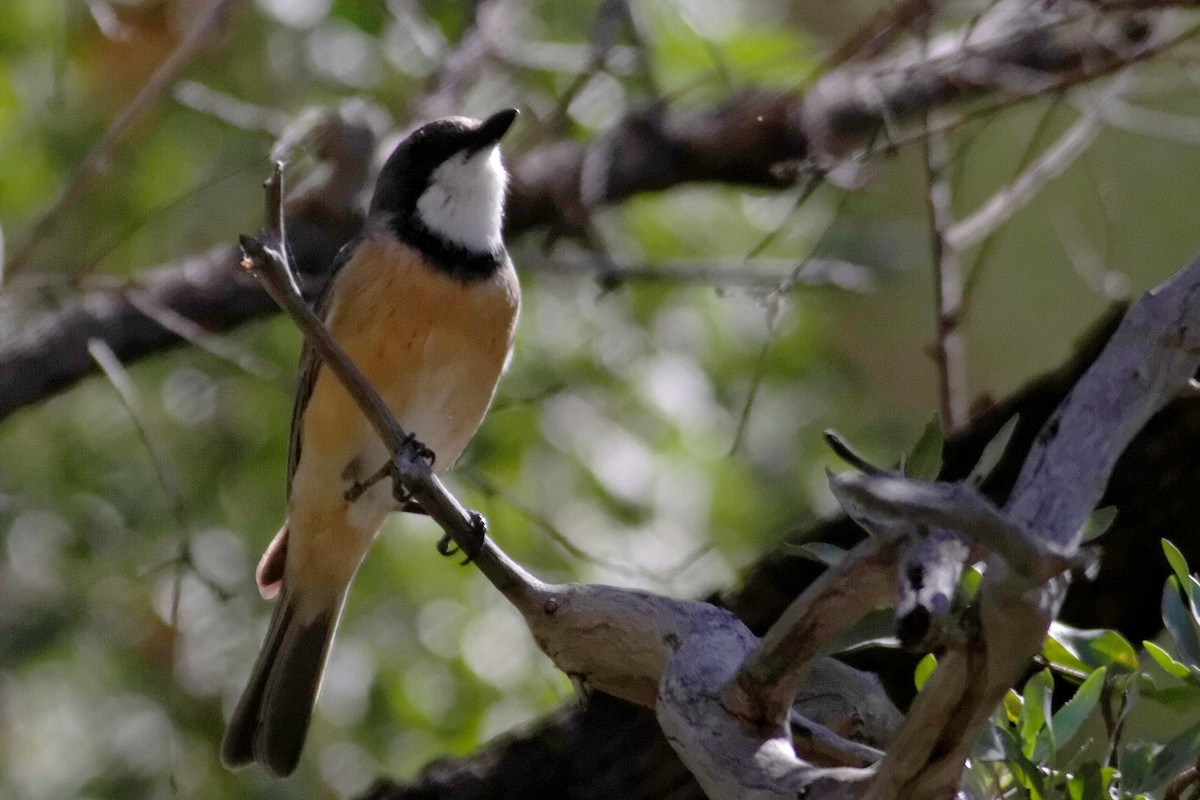 Rufous Whistler - ML637872075