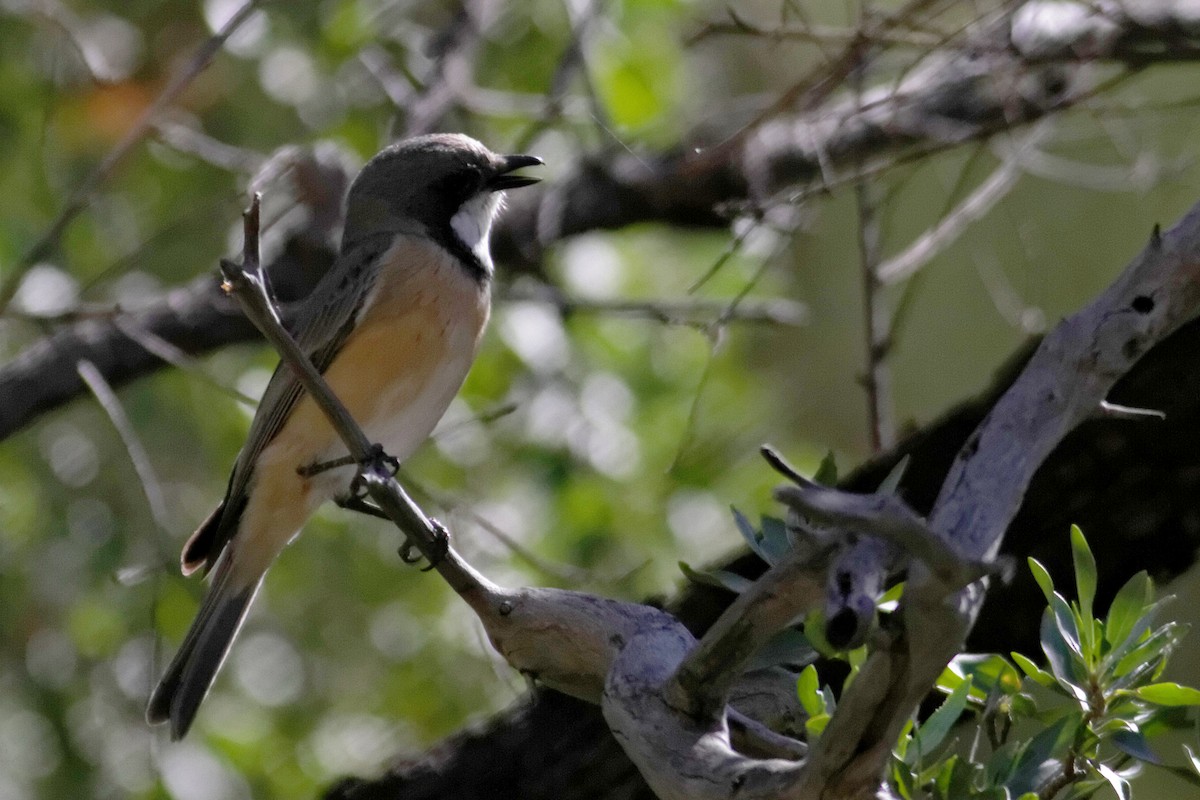Rufous Whistler - ML637872076
