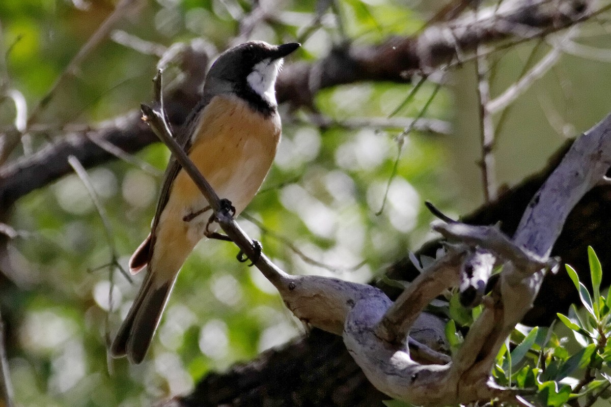 Rufous Whistler - ML637872077