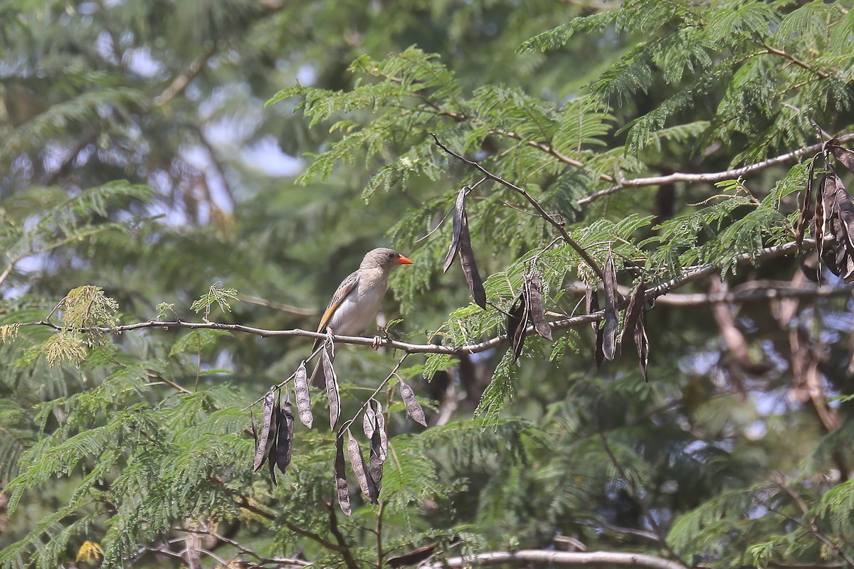Red-headed Weaver - ML637872102