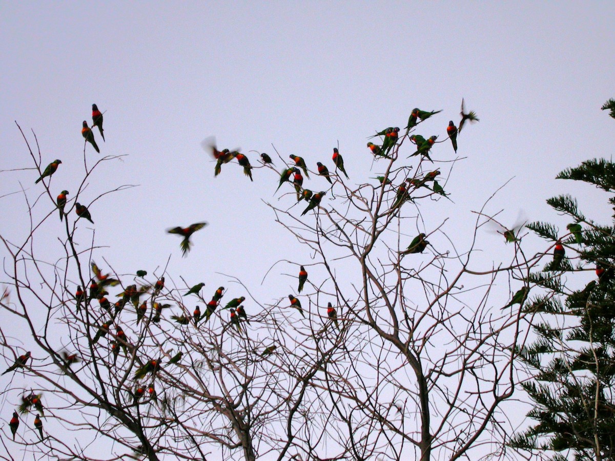 Rainbow Lorikeet - ML637872237