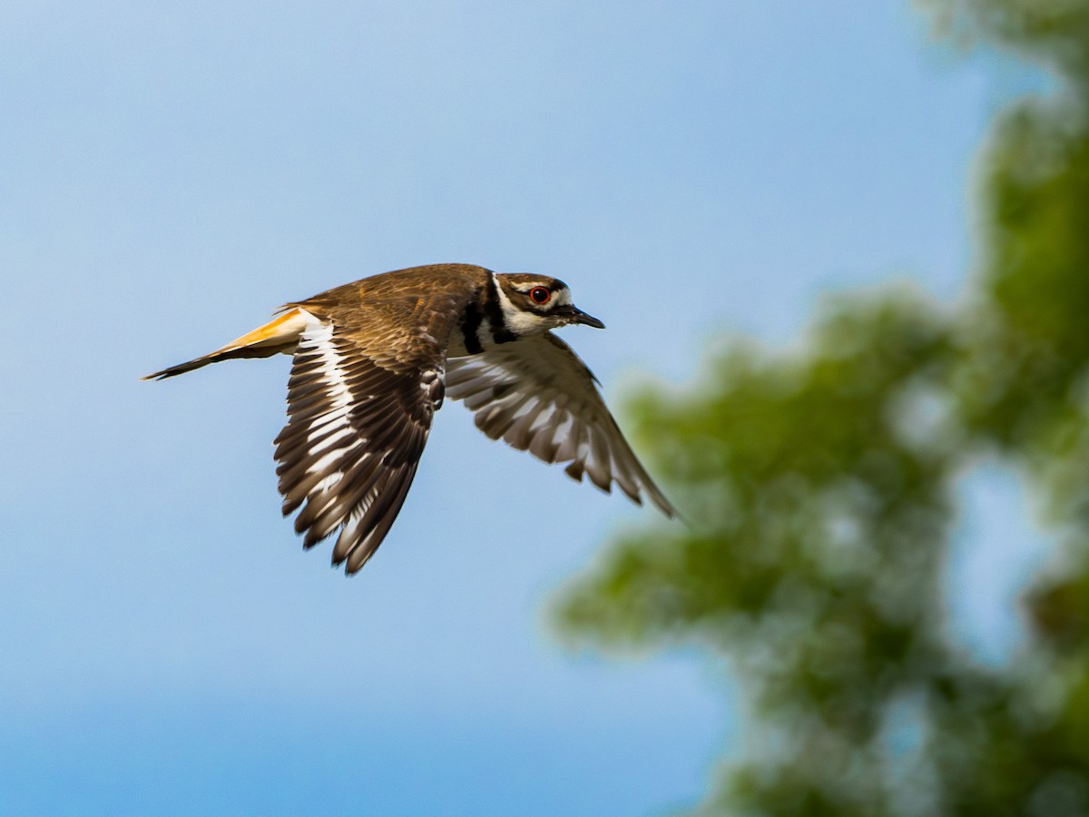Killdeer - ML637872263