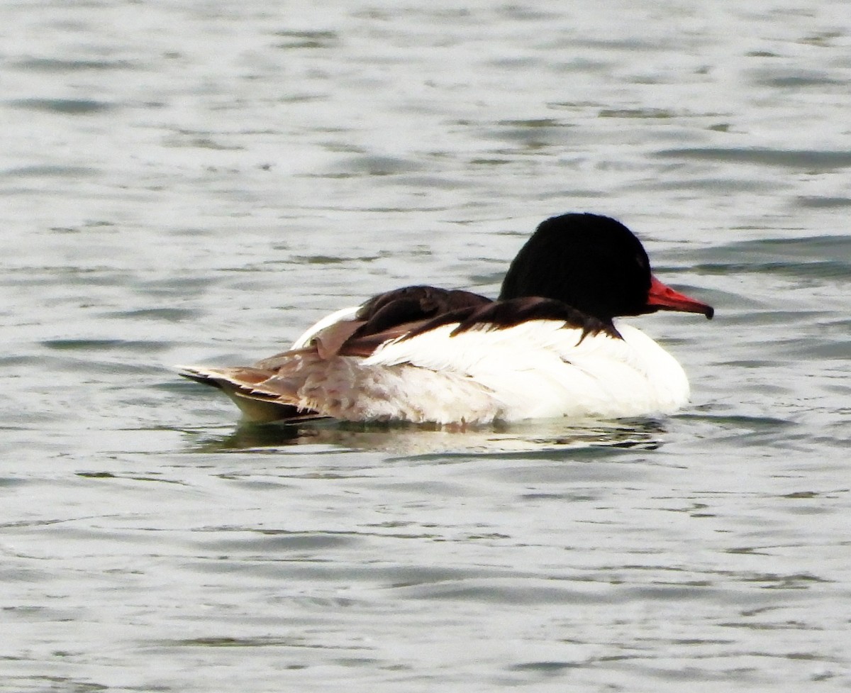Common Merganser - ML637872291