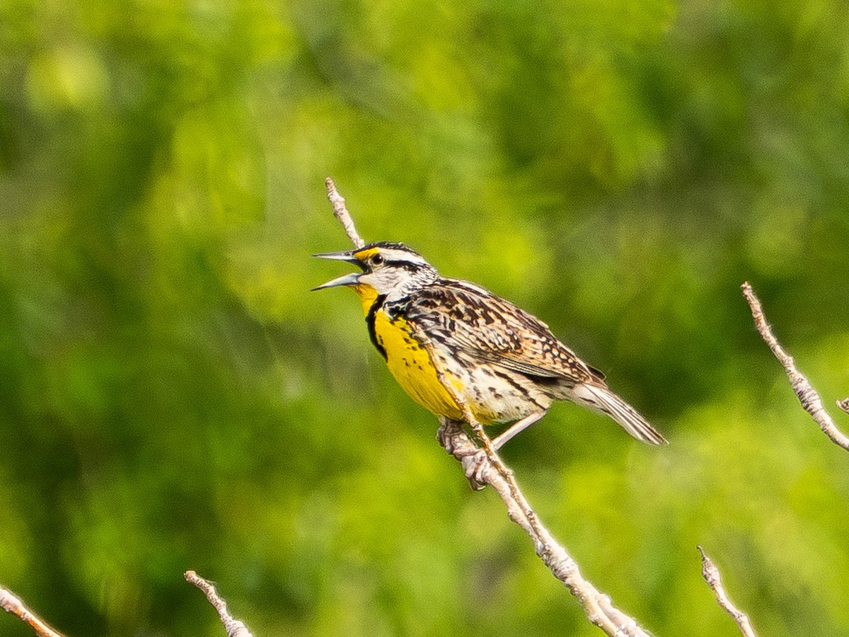 Eastern Meadowlark - ML637872335