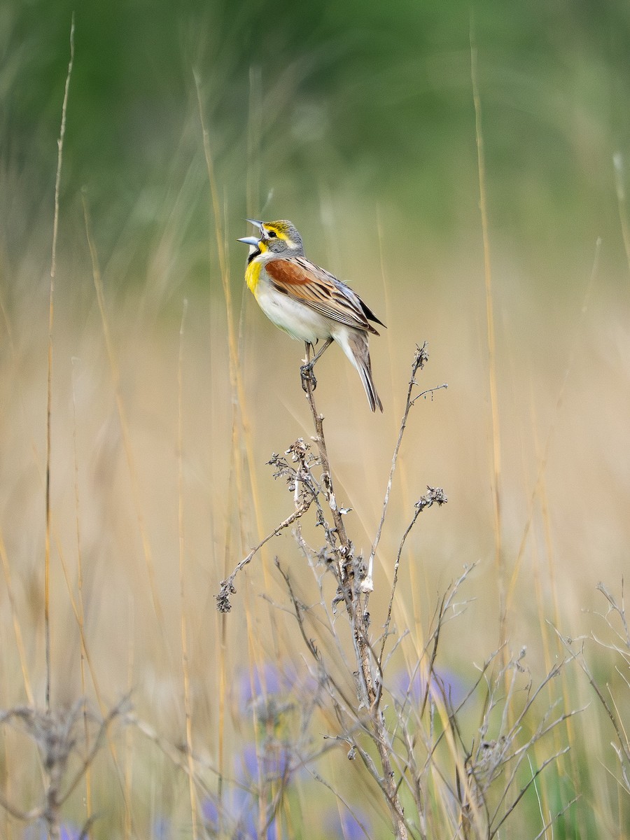 Dickcissel - ML637872348