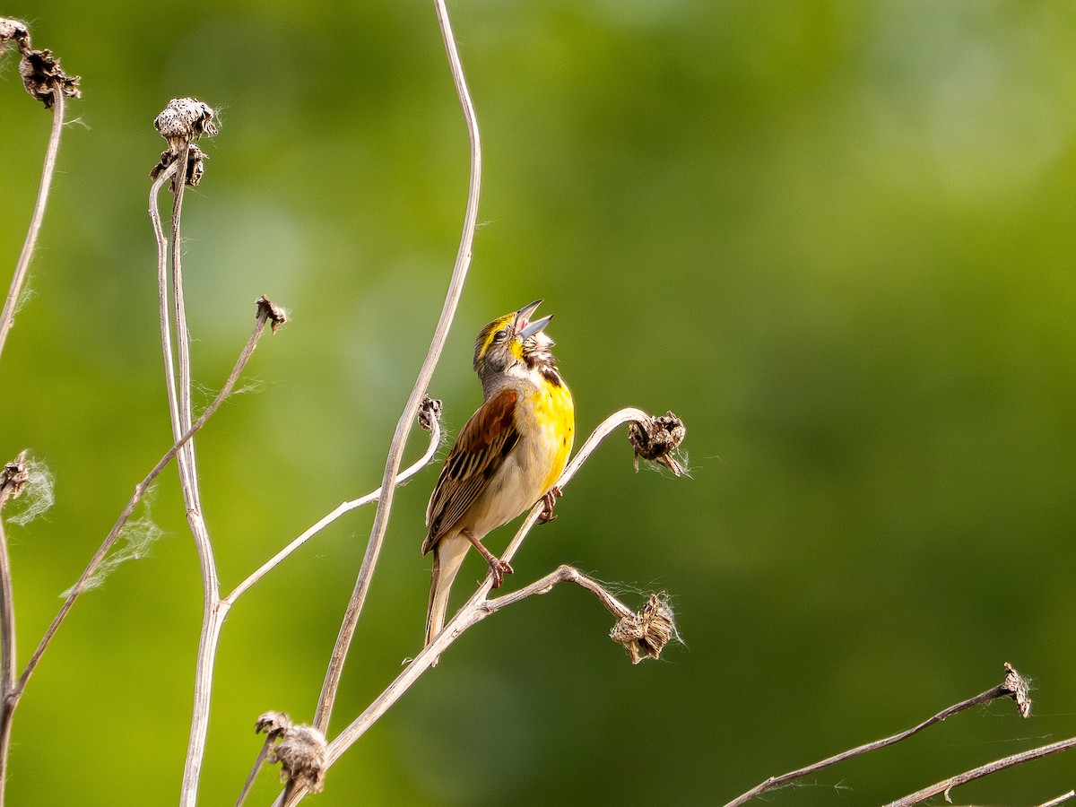 Dickcissel - ML637872349
