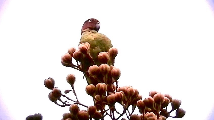 Red-cheeked Parrot - ML637872362