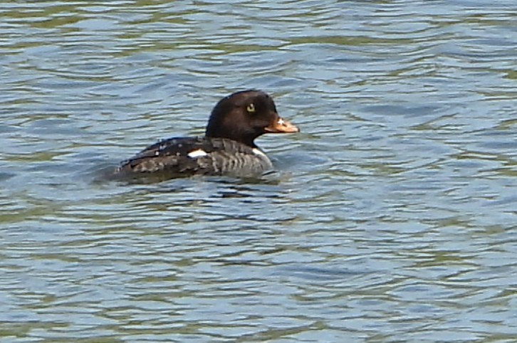 Barrow's Goldeneye - ML637872370