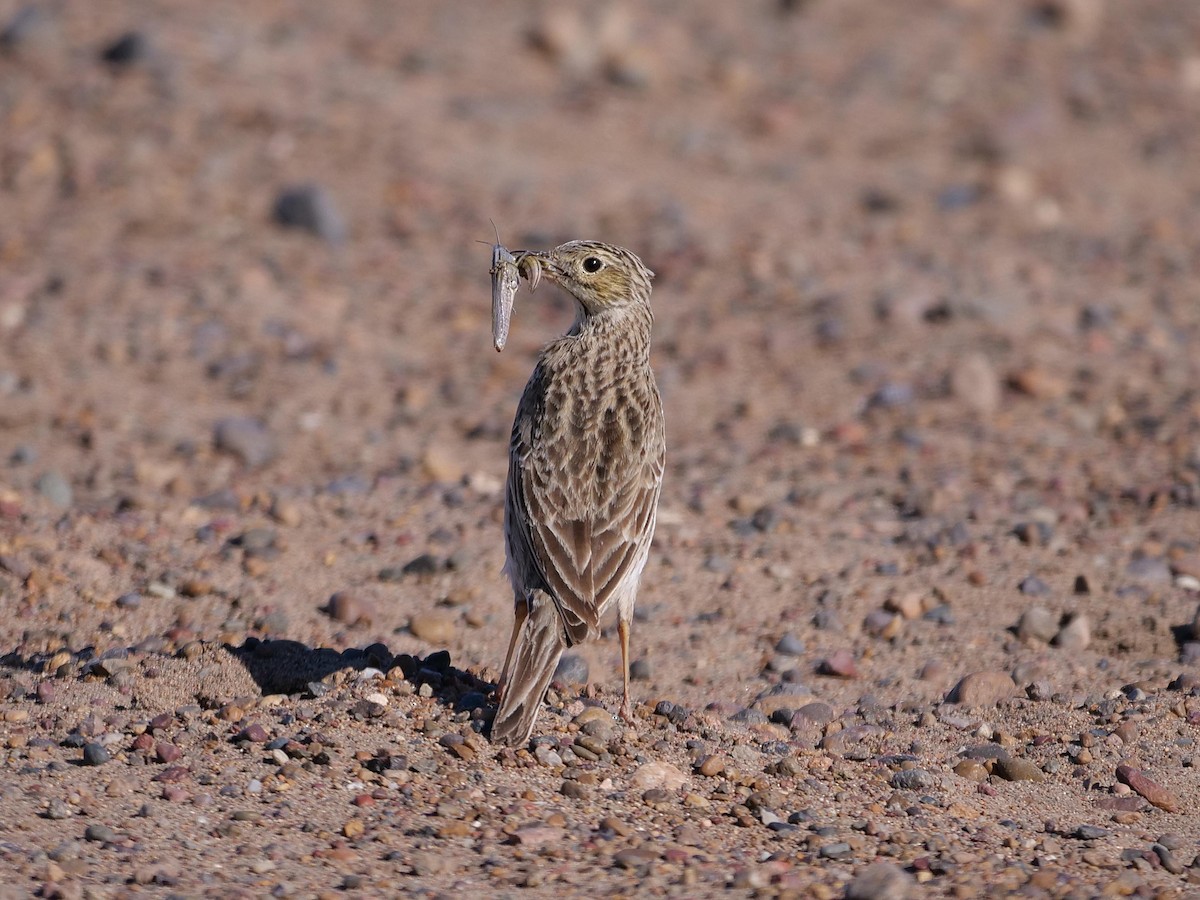 Short-billed Pipit - ML637872373