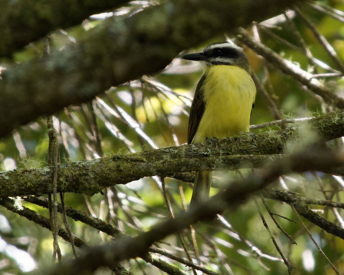 Golden-bellied Flycatcher - ML637872379