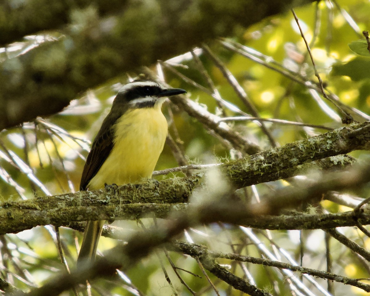 Golden-bellied Flycatcher - ML637872380