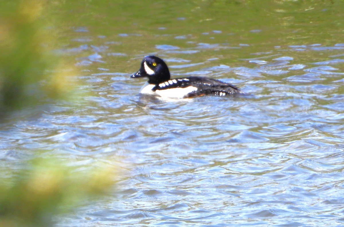 Barrow's Goldeneye - ML637872381