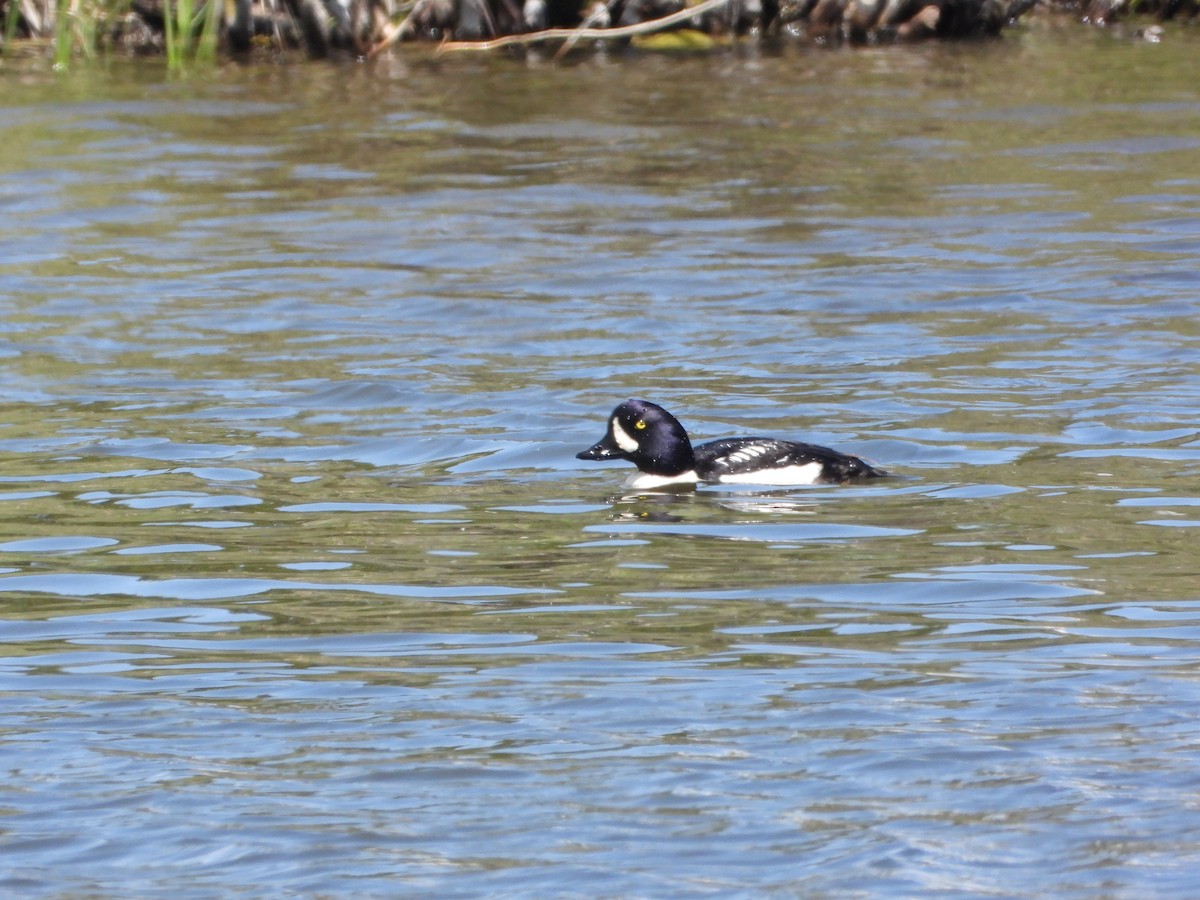Barrow's Goldeneye - ML637872387