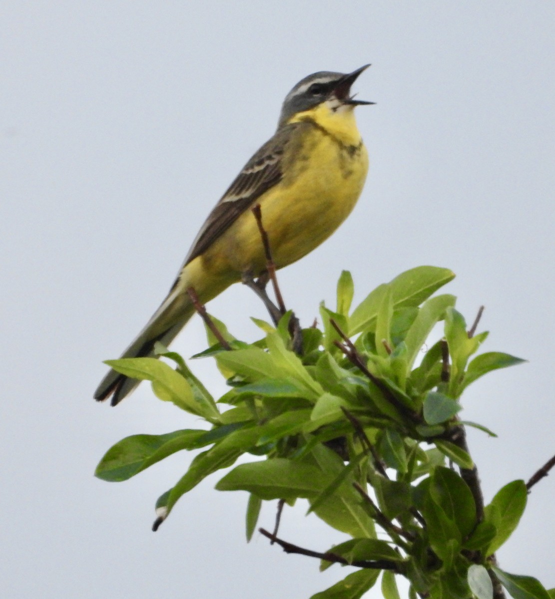 Eastern Yellow Wagtail - ML637872388
