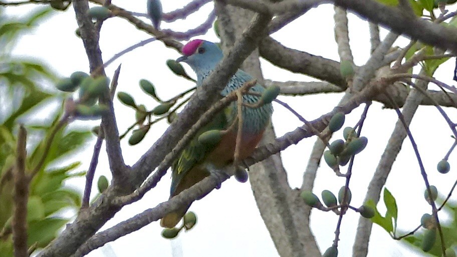 Rose-crowned Fruit-Dove - ML637872430