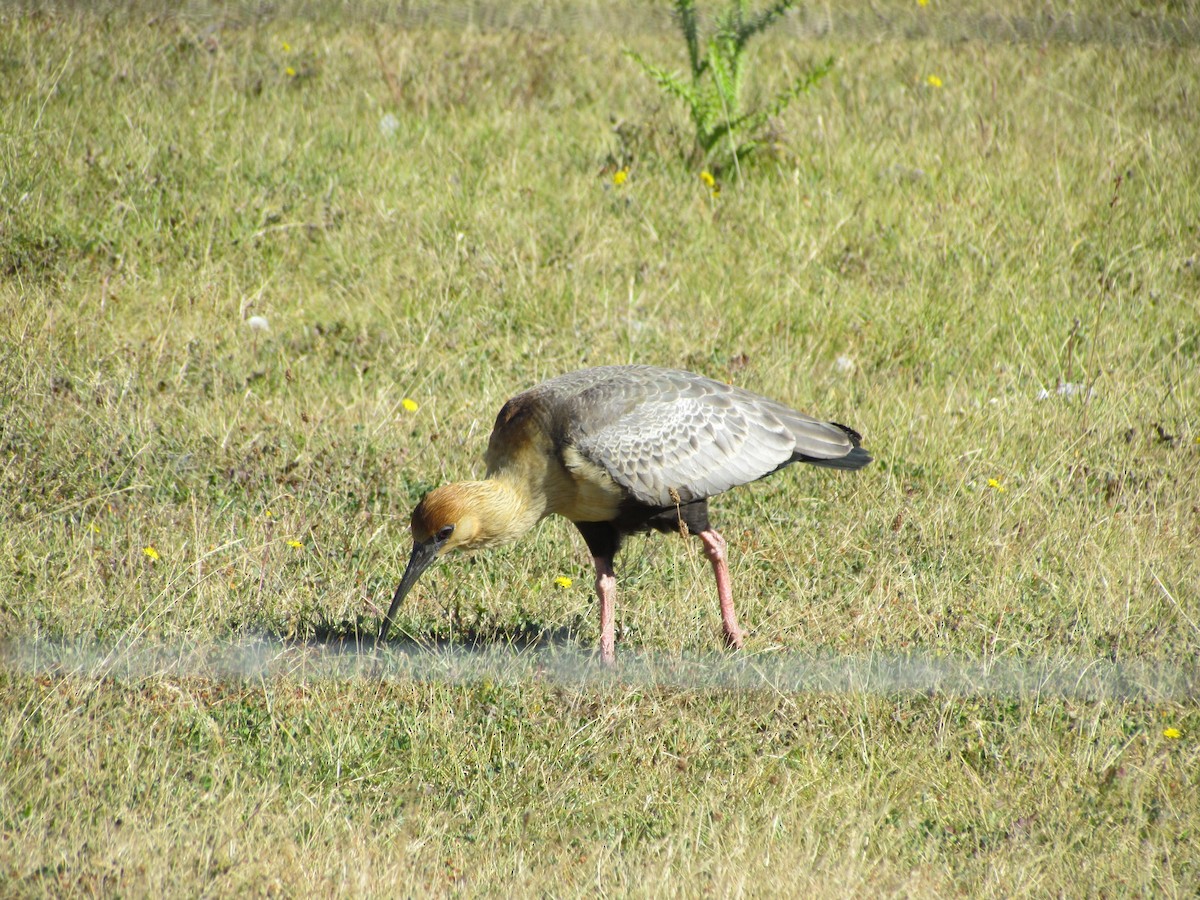ibis laločnatý - ML637872452