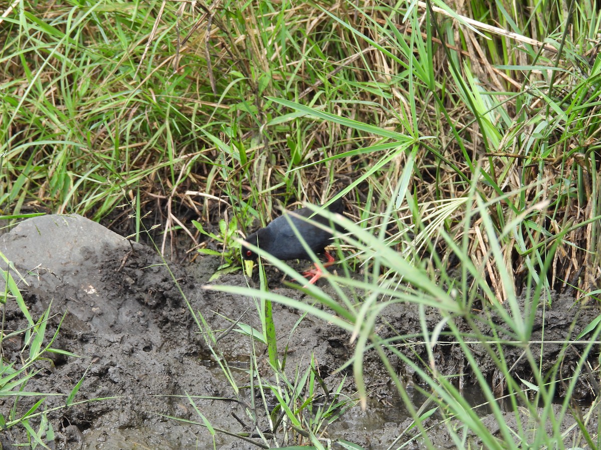Black Crake - ML637872454