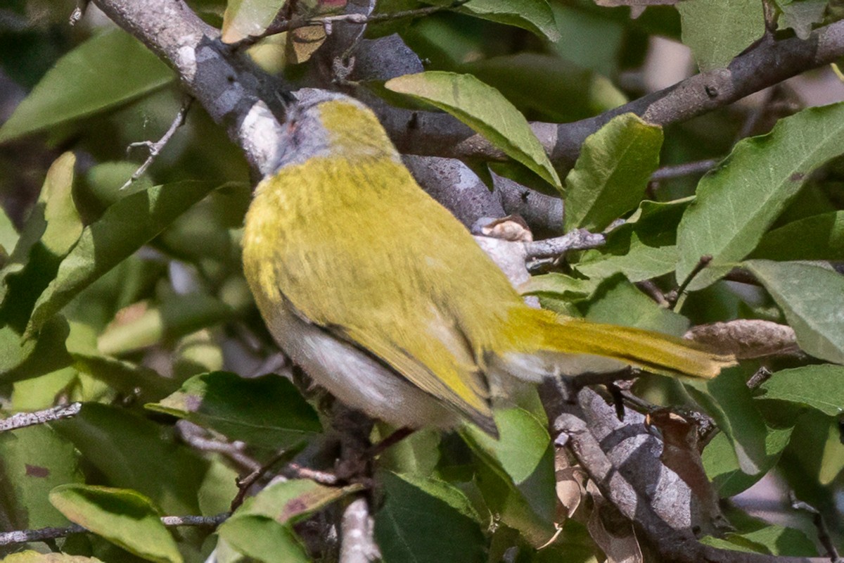 Yellow-breasted Apalis - ML637872459