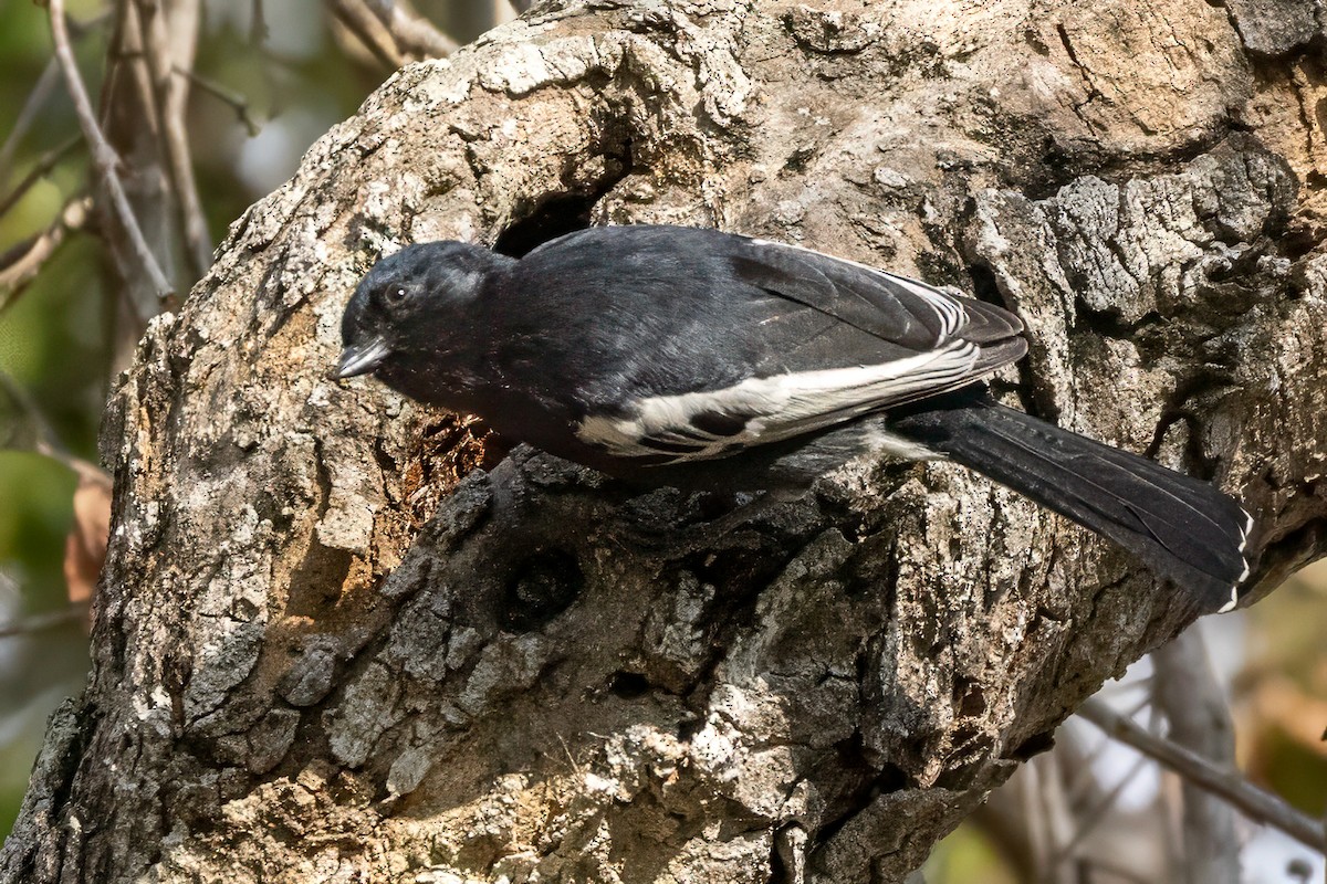 Southern Black-Tit - ML637872461