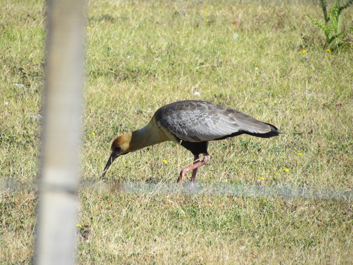 ibis laločnatý - ML637872463