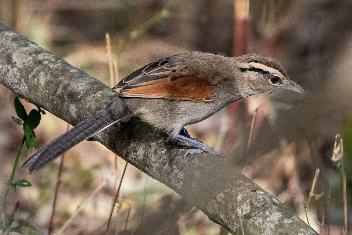 Brown-crowned Tchagra - ML637872465