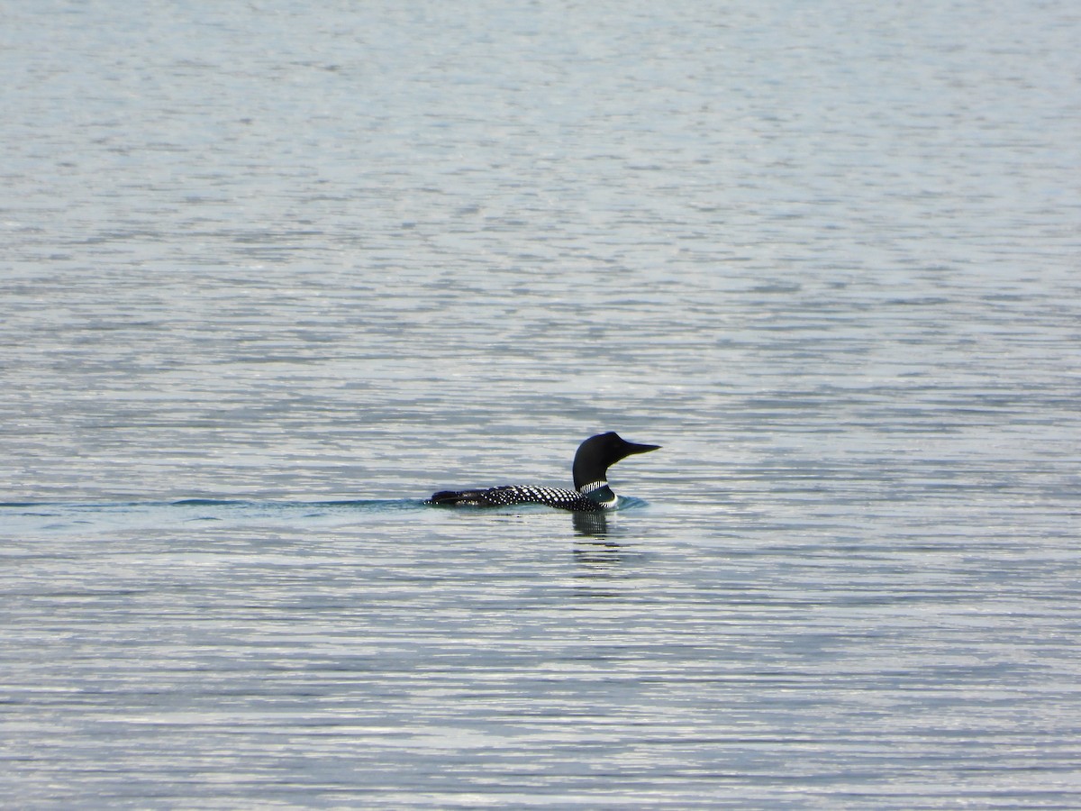 Common Loon - ML637872493