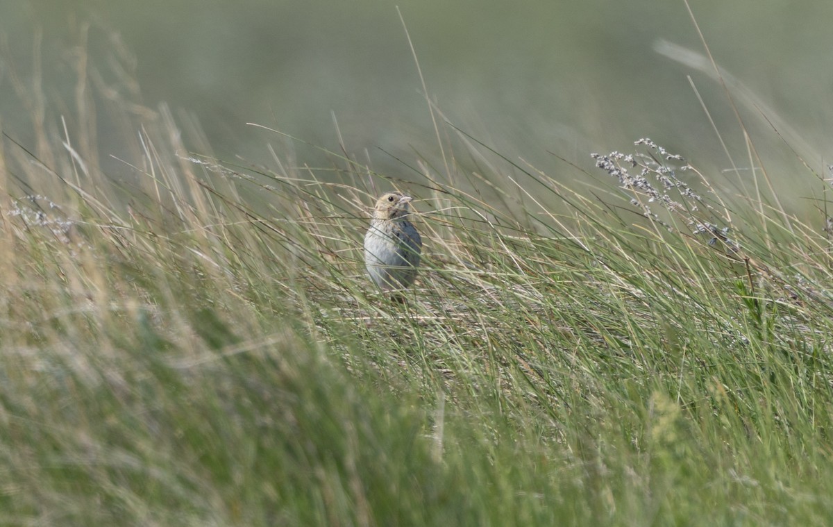 Baird's Sparrow - ML637872525