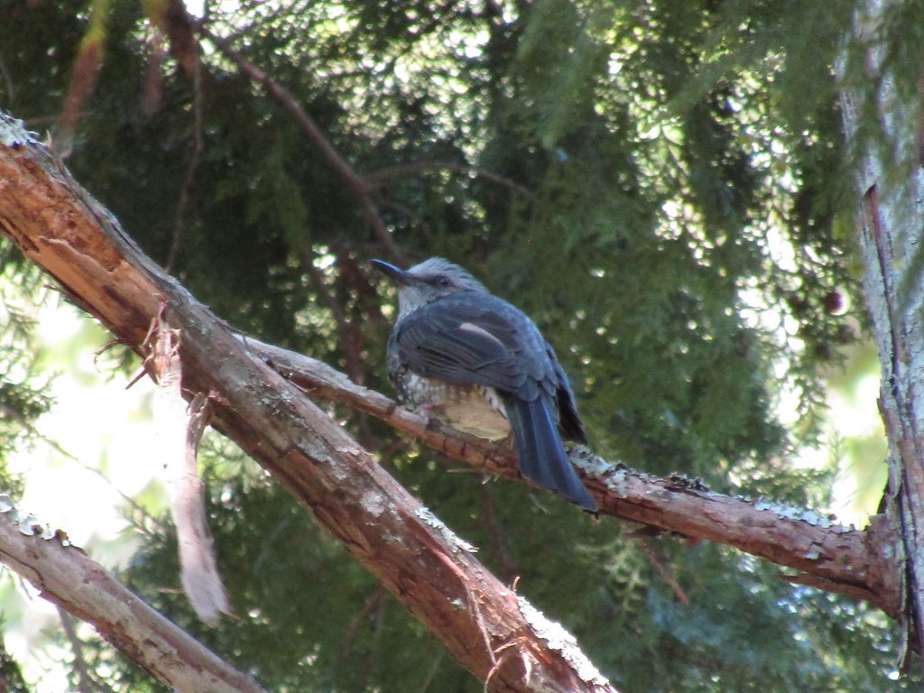 Brown-eared Bulbul - ML637872539
