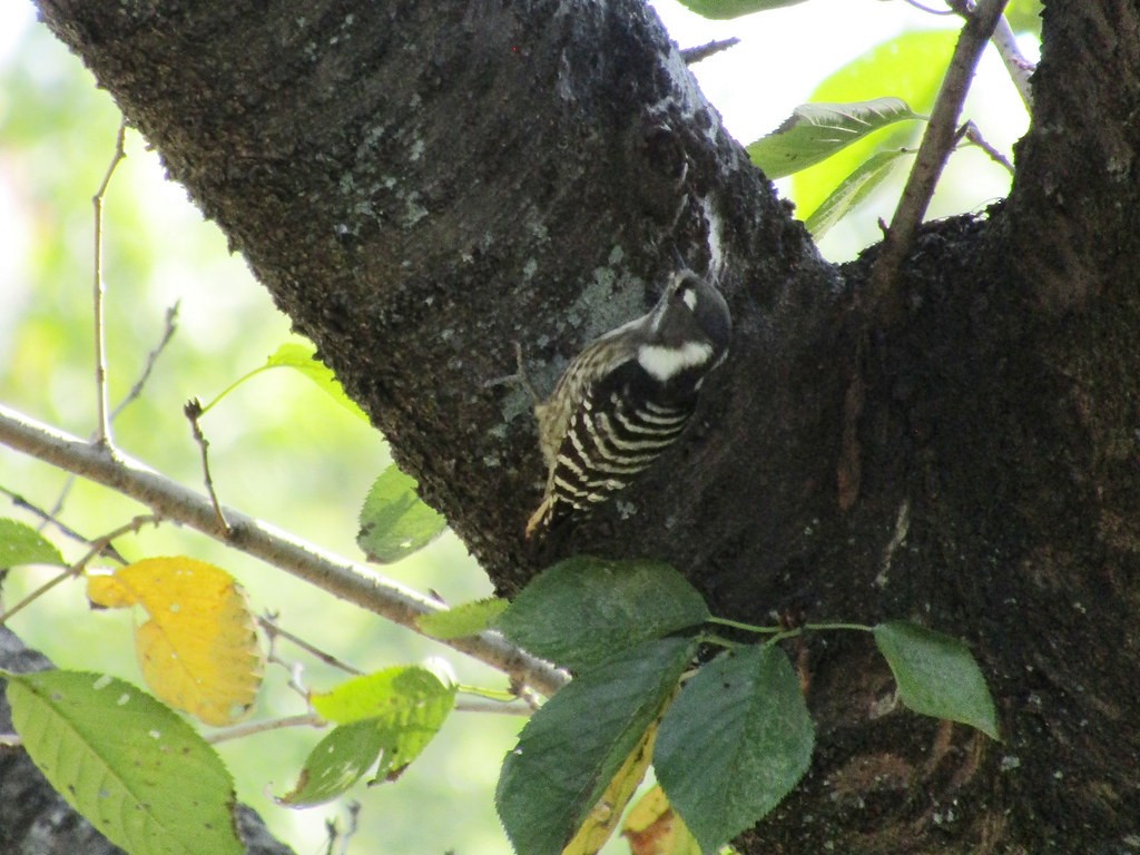 Japanese Pygmy Woodpecker - ML637872559