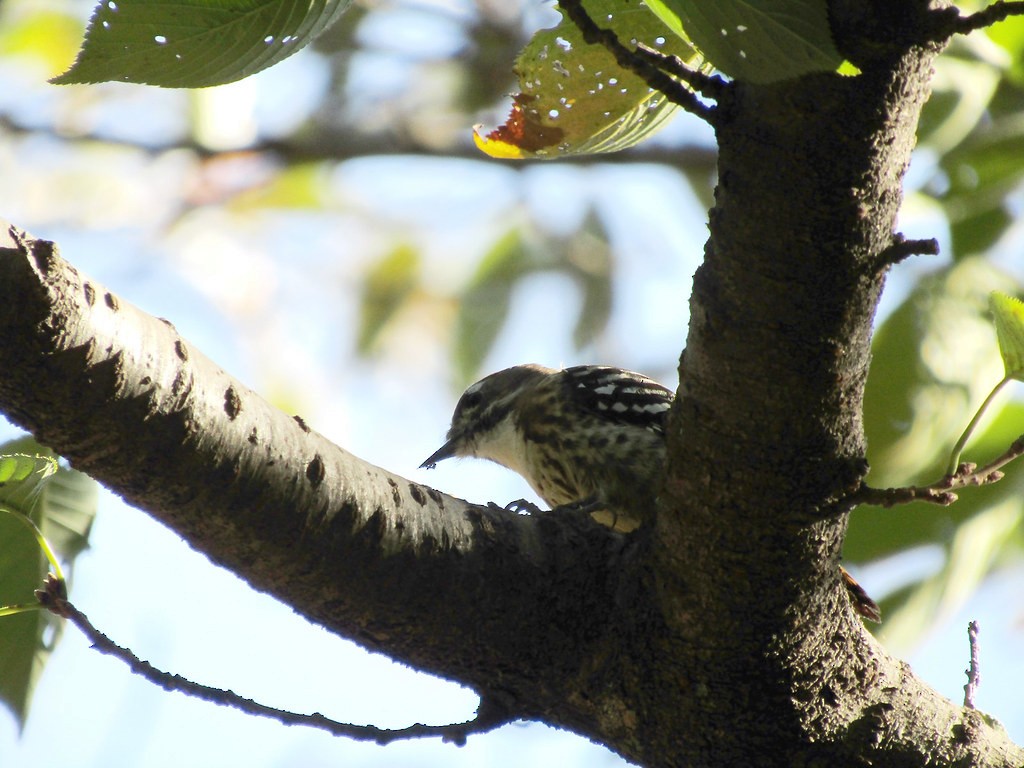 Japanese Pygmy Woodpecker - ML637872560