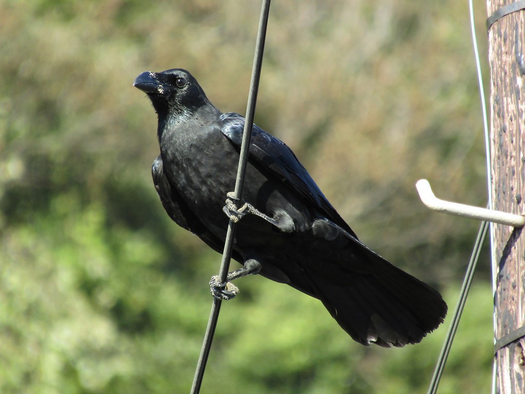 Large-billed Crow - ML637872561