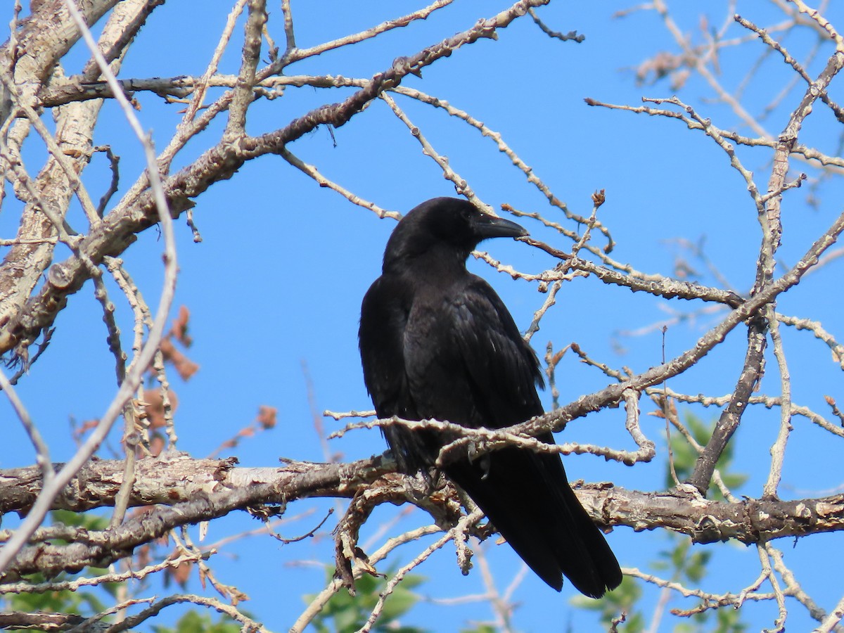Cuervo Americano - ML637872572