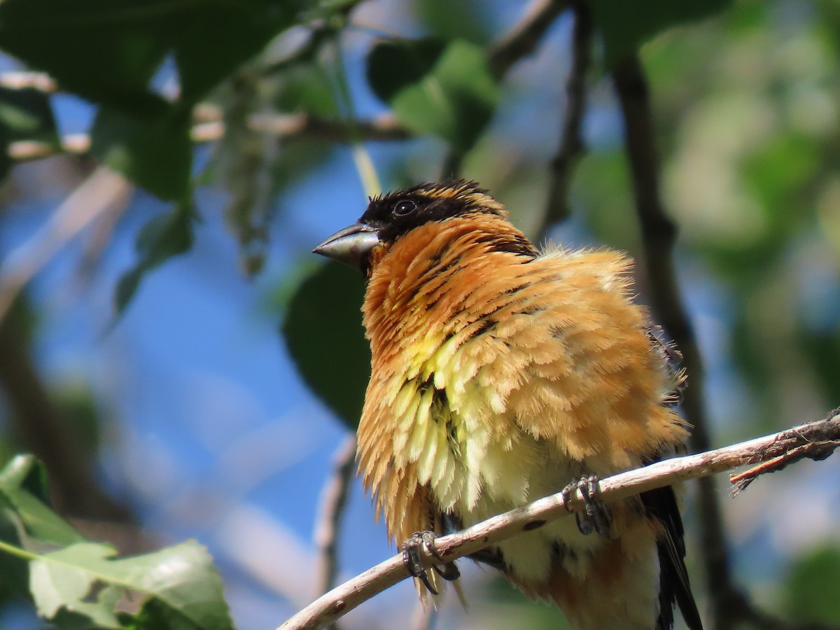 Picogrueso Cabecinegro - ML637872594