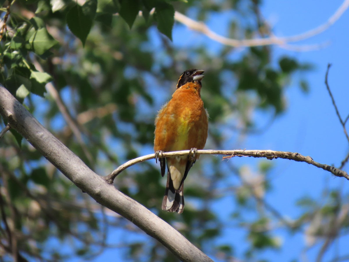 Picogrueso Cabecinegro - ML637872595