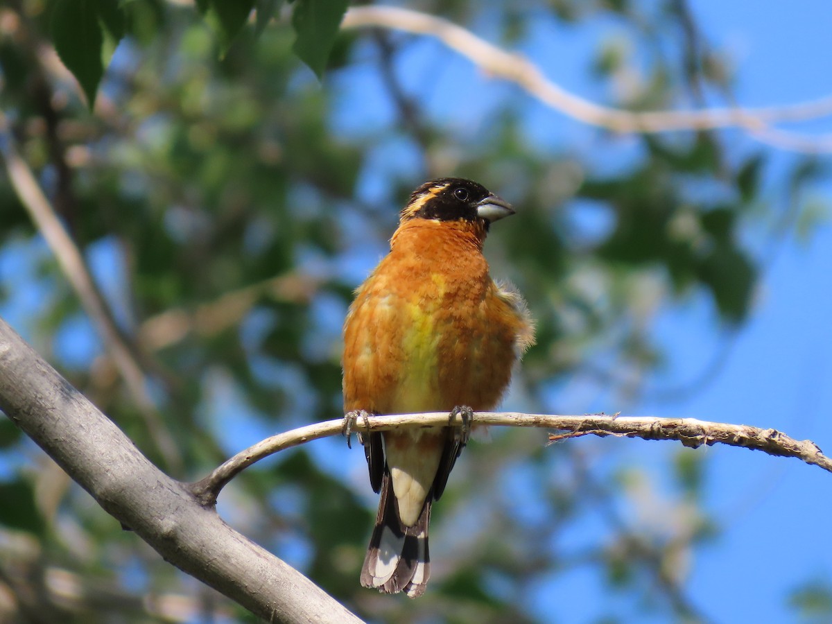 Picogrueso Cabecinegro - ML637872596